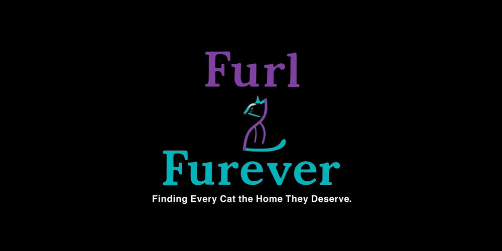 Furl2Furever: Finding Every Cat the Home They Deserve