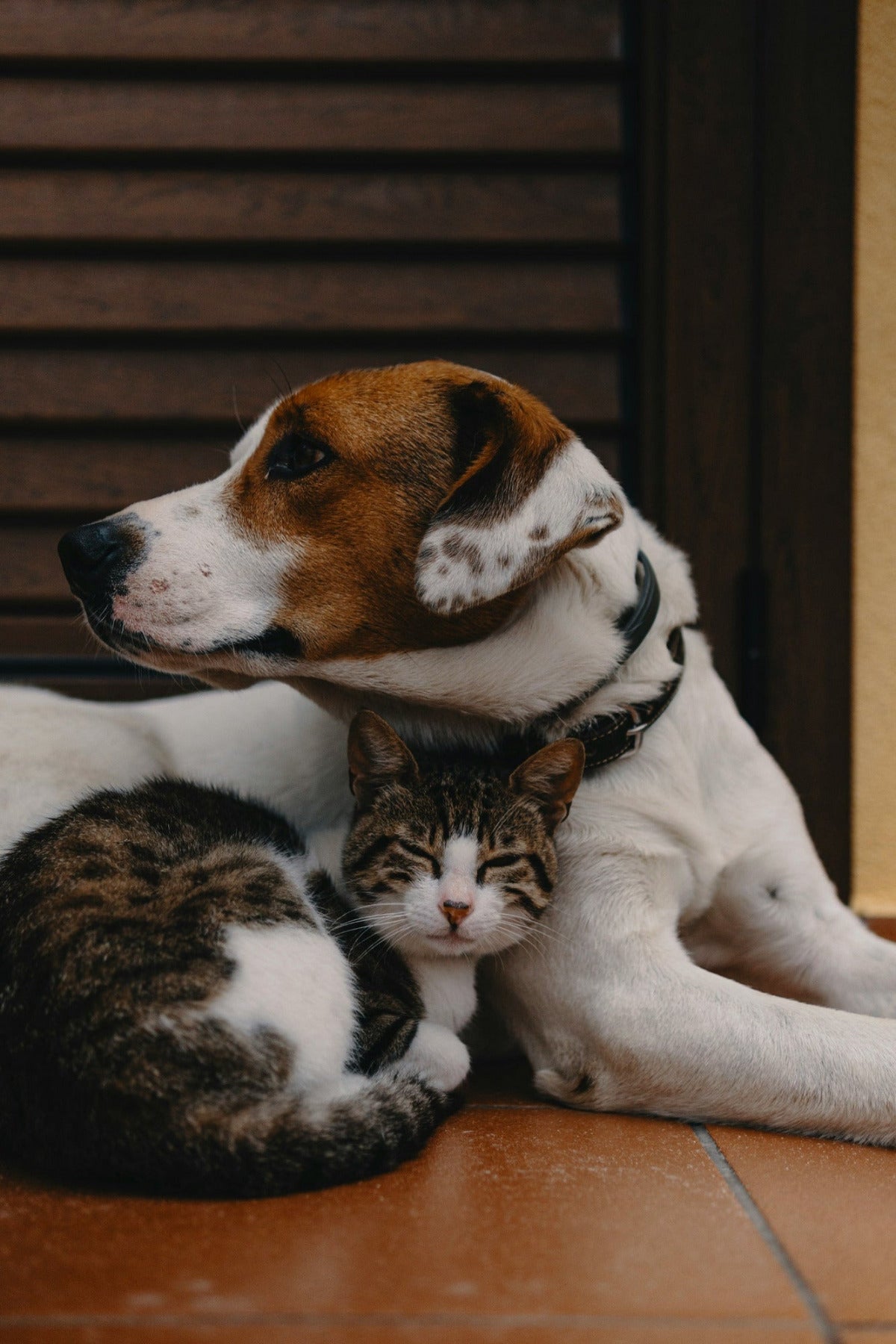 A brown and white puppy and tabby kittten lie on a tile floor against a dark background. Photo by Alec Favale. https://unsplash.com/@alecfavale