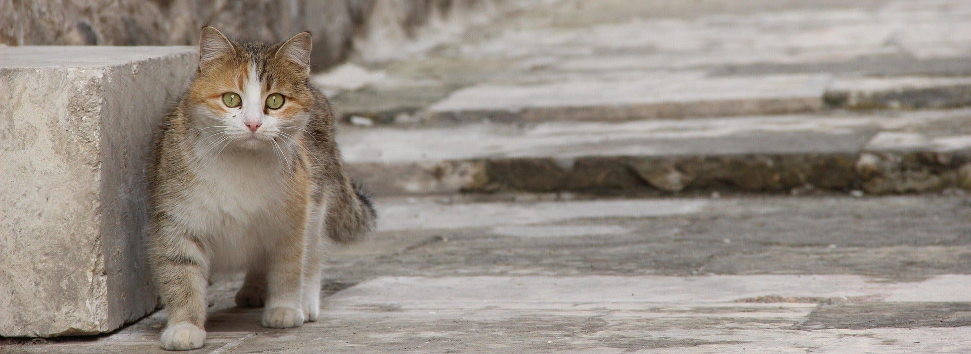 Cat standing on a stone path with a neutral background