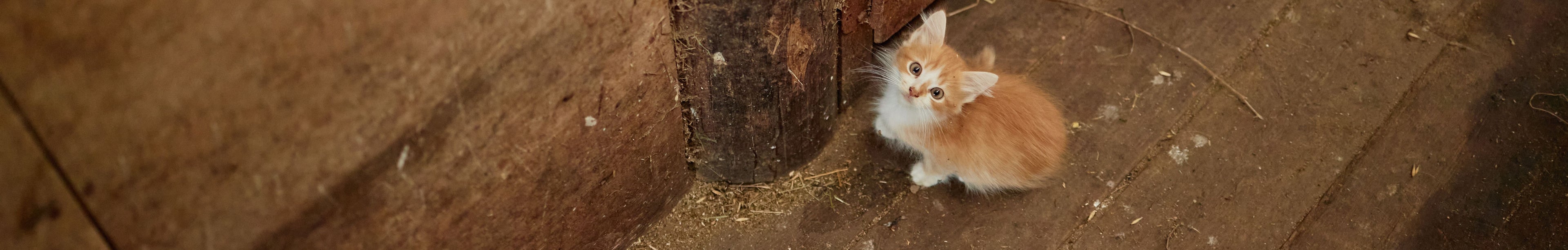 Small ginger kitten sitting on a barn floor looking up. credit: SeventyFour